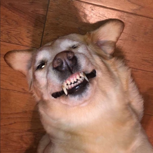 anyaxlamont